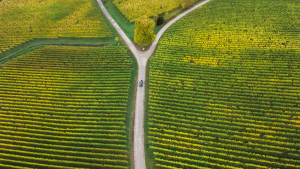 a split in a road